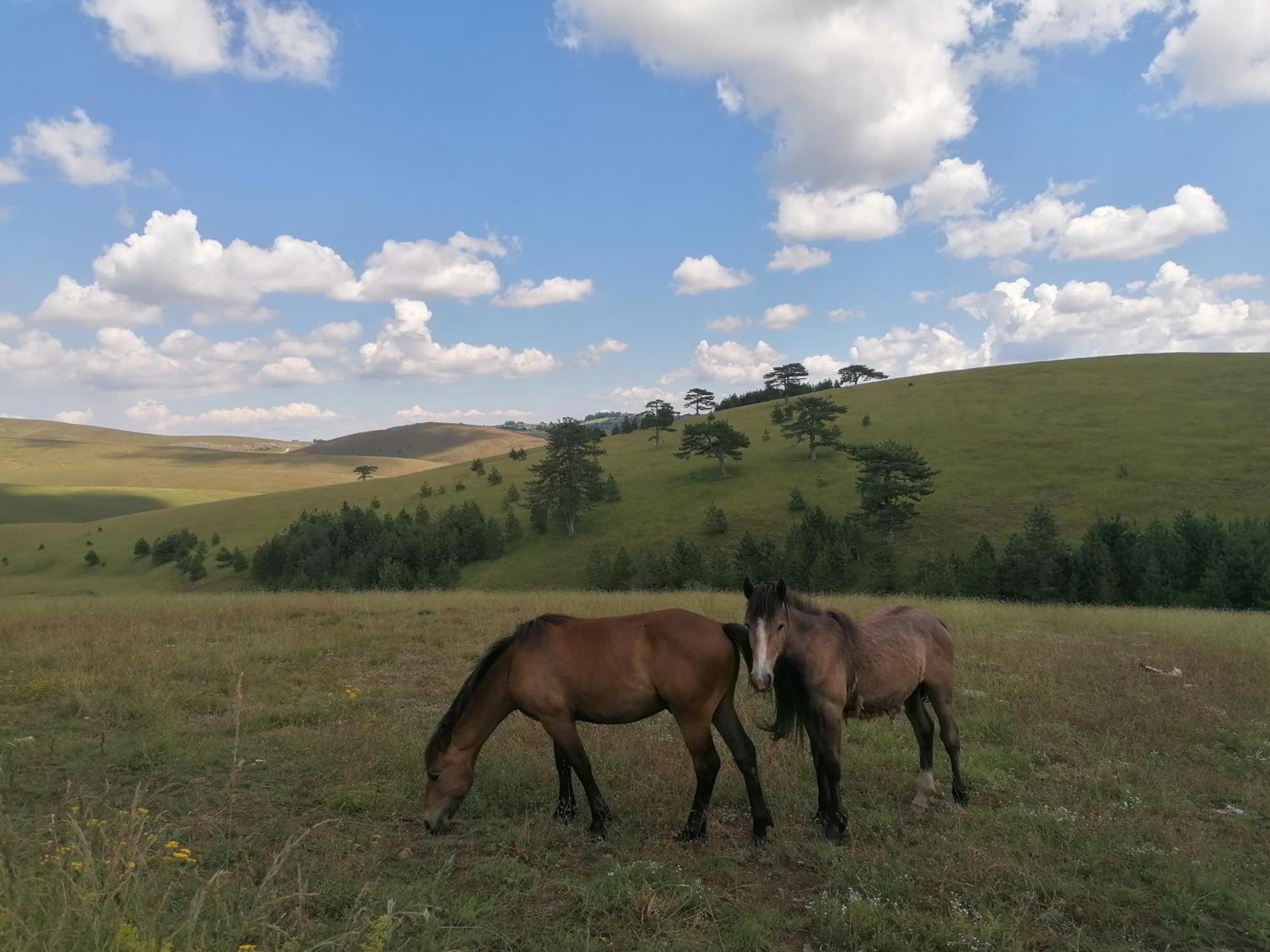 Zlatibor Brvnara Mir Vila Exterior foto
